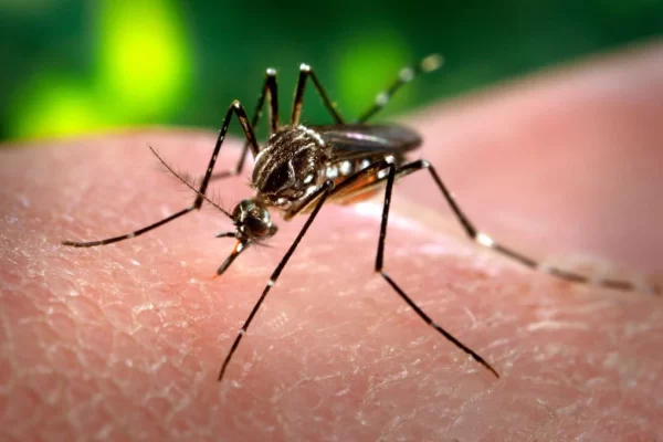 Dengue y Chikunguña: ¿Cómo Protegernos este Verano? Dengue