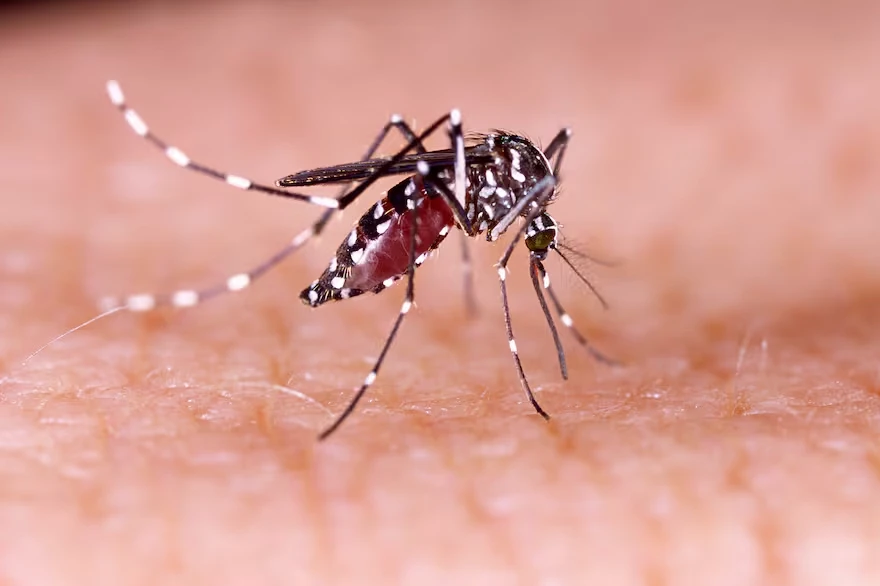 Prevencion contra el dengue