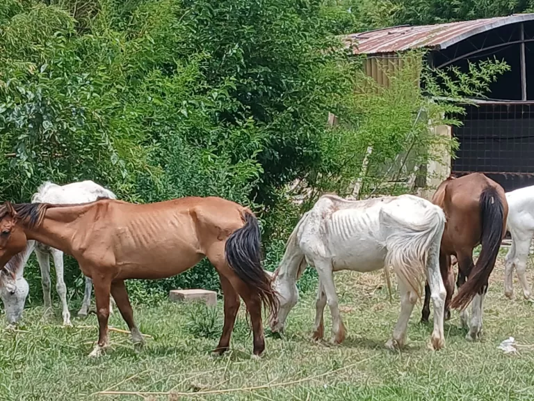 caballos escobar