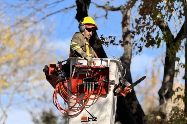 La municipalidad de Vicente López avanza con el Plan de Poda 2025 poda vl