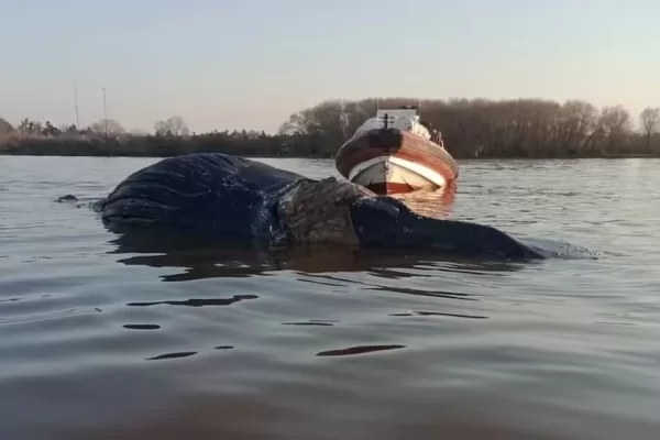Hallan otra ballena muerta en Zárate: ya son tres en menos de dos semanas Ballena