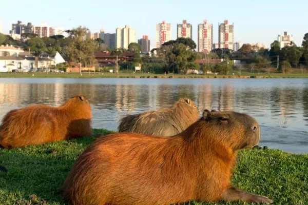 Daniel Scioli propone trasladar carpinchos de Nordelta a islas del Delta: «Hay terrenos destrozados y personas lastimadas» carpinchos