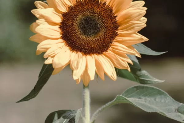 Girasol