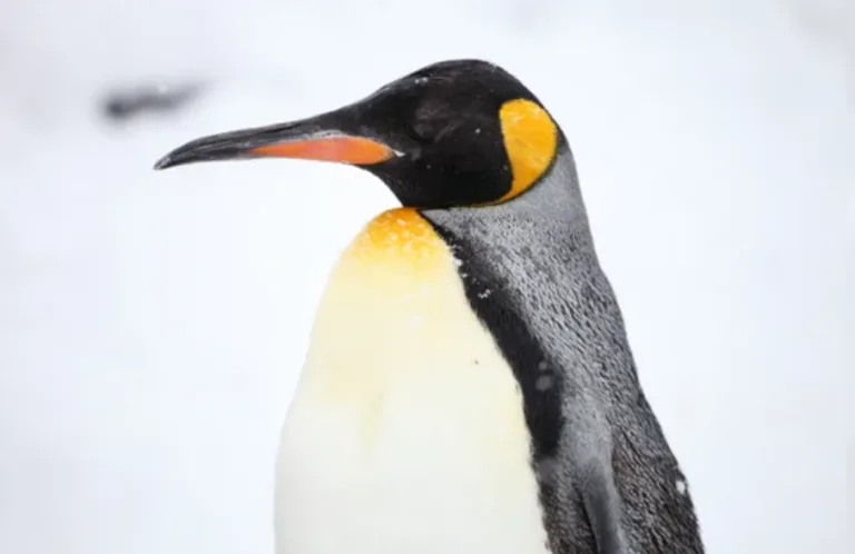 pinguino