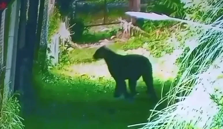 puma