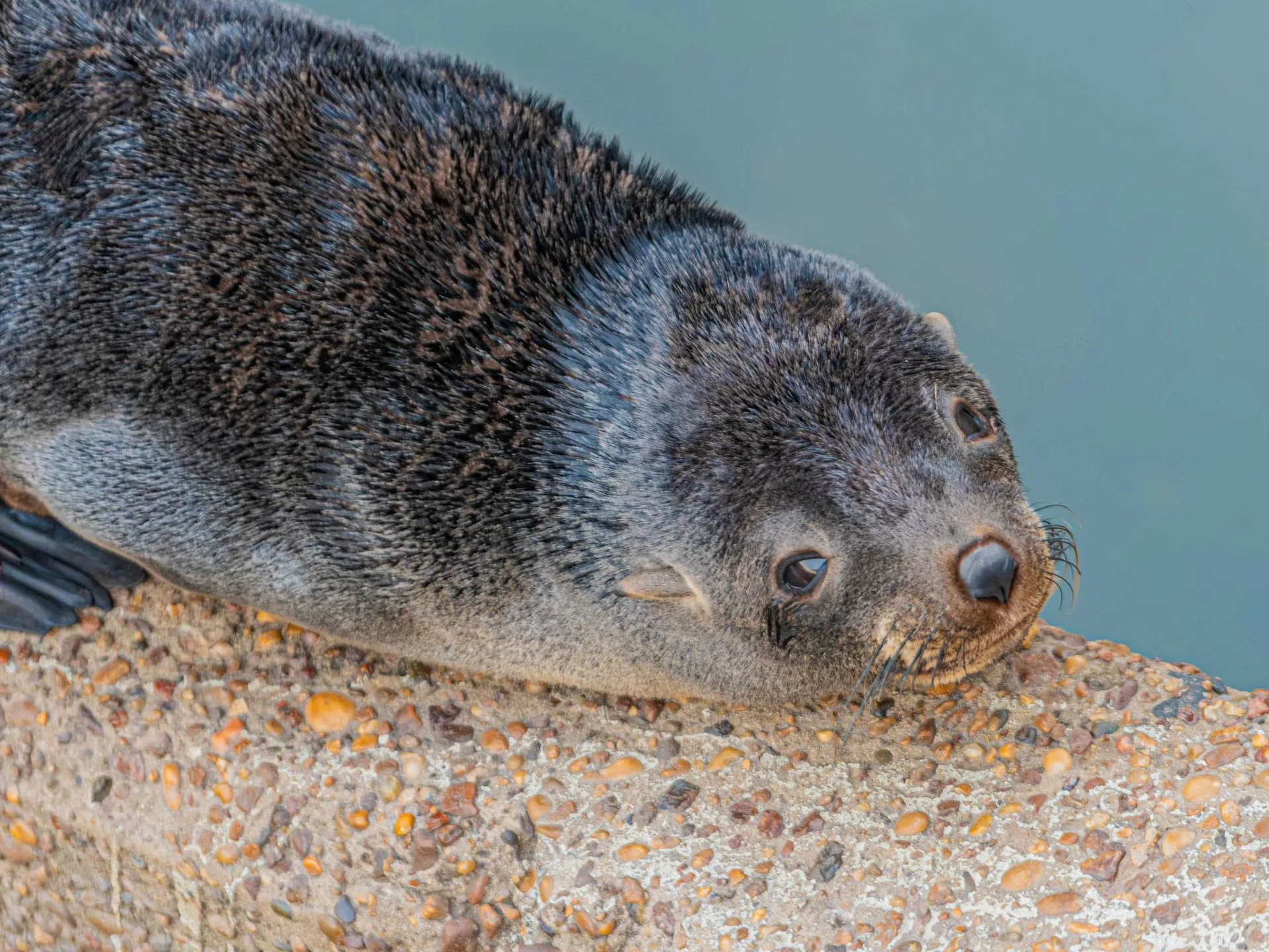lobo marino