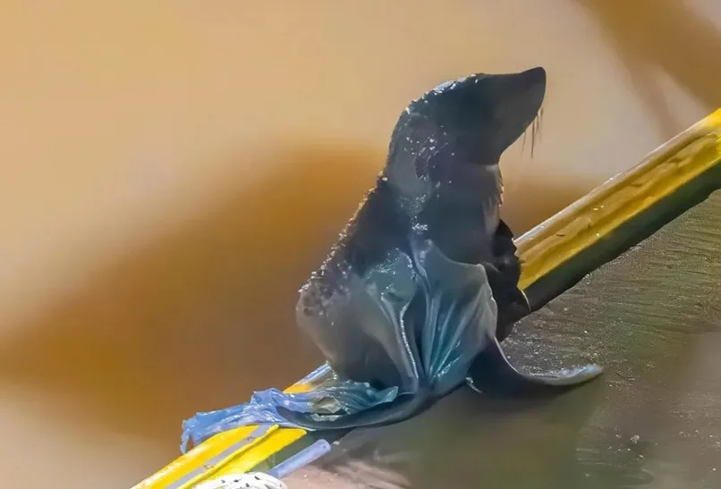 lobo marino