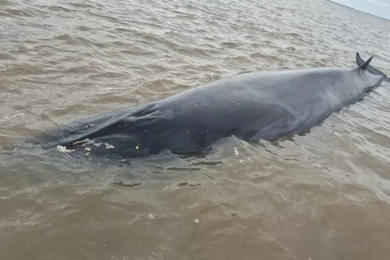 ballena