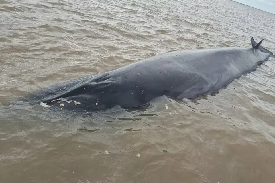 ballena