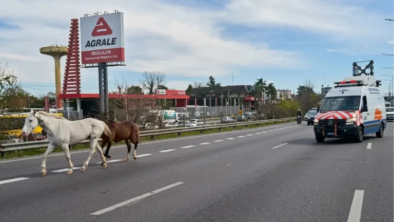 caballos panamericana