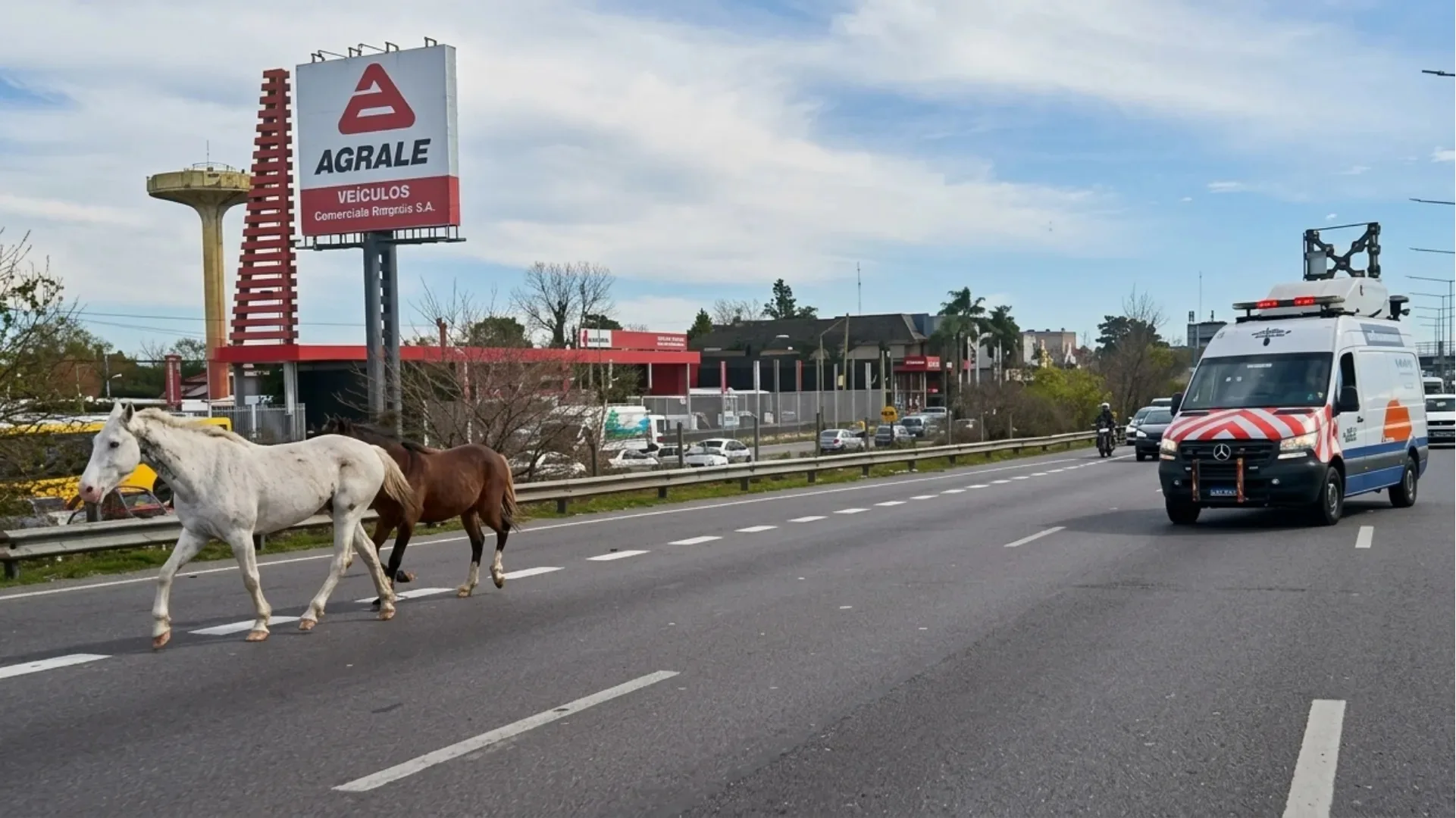 caballos panamericana