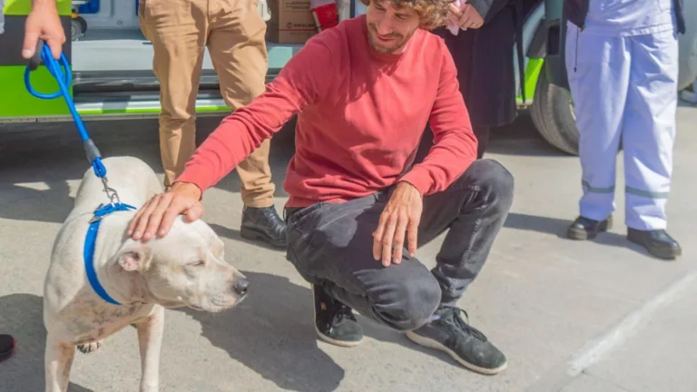 san fernando contra la venta de animales ago2026